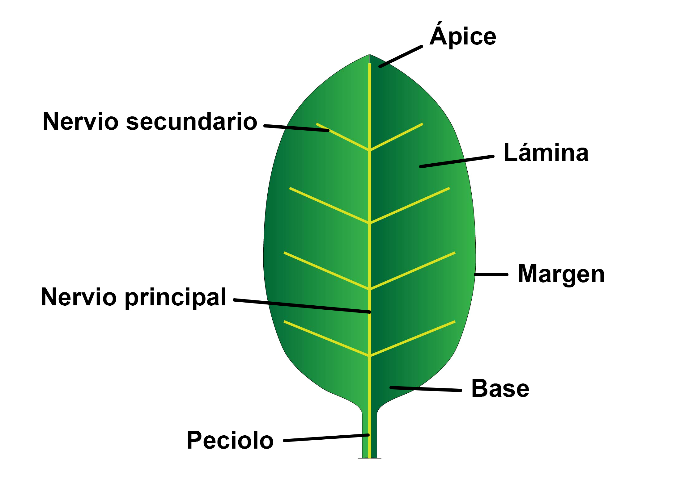 PARTES DE LA HOJA - Botanipedia